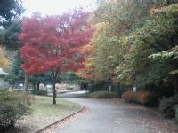 １１／１７　秋の久良岐公園、いつもの散歩道も綺麗に見えます。