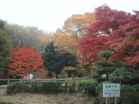 １１／１７　秋の久良岐公園、緑、赤、黄色のコントラストが素晴らしい。