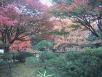１１／１７　秋の久良岐公園、緑、赤、黄色のコントラストが素晴らしい。