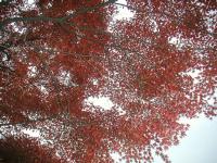 １１／１７　秋の久良岐公園、もみじ越しの空です。