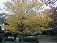 １１／１７　秋の久良岐公園、売店脇の銀杏の木です。