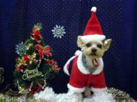 �g�P�T�N�̔N���Ɏg�킹�Ē����܂����B