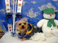 ����͊����肾����X�L�[���X�m�{�[���i�D�����ł��B