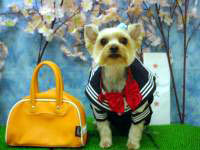 ���{�����`���b�Ƃ��炵�Ȃ��C�����܂��B